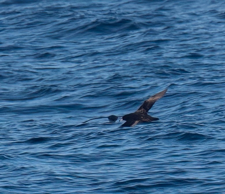 lysbeinlire - ML644176528