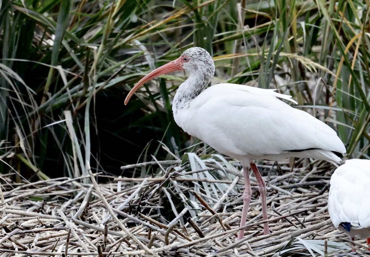 White Ibis - ML644176529