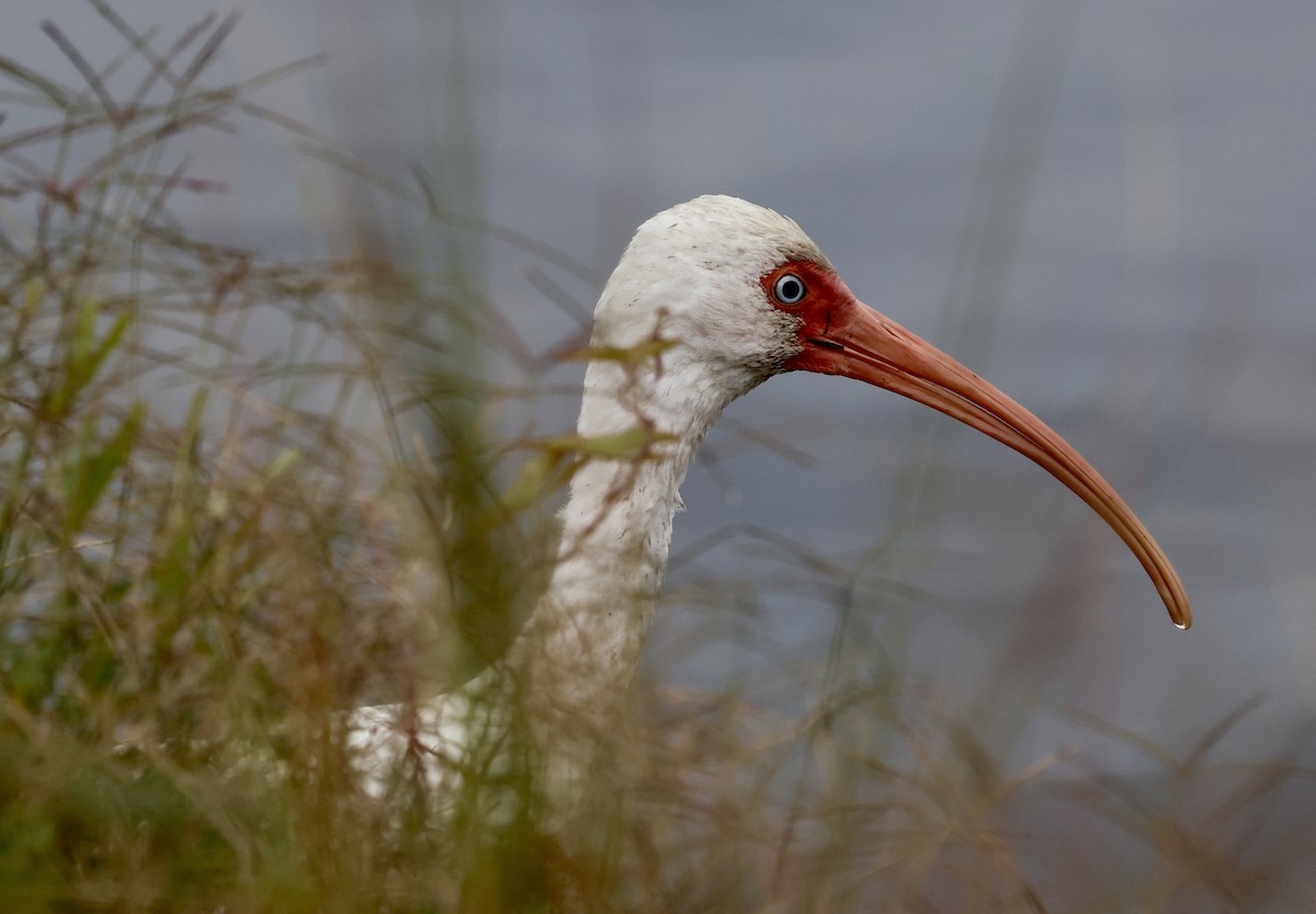 White Ibis - ML644176530