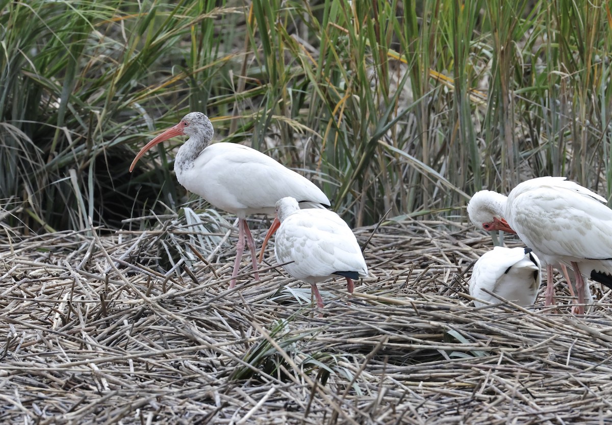 White Ibis - ML644176531