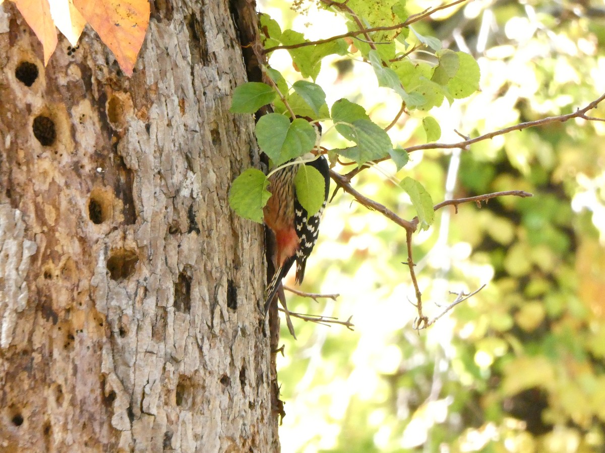 strakapoud bělohřbetý - ML644176532