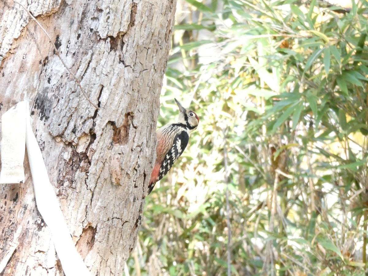 strakapoud bělohřbetý - ML644176552