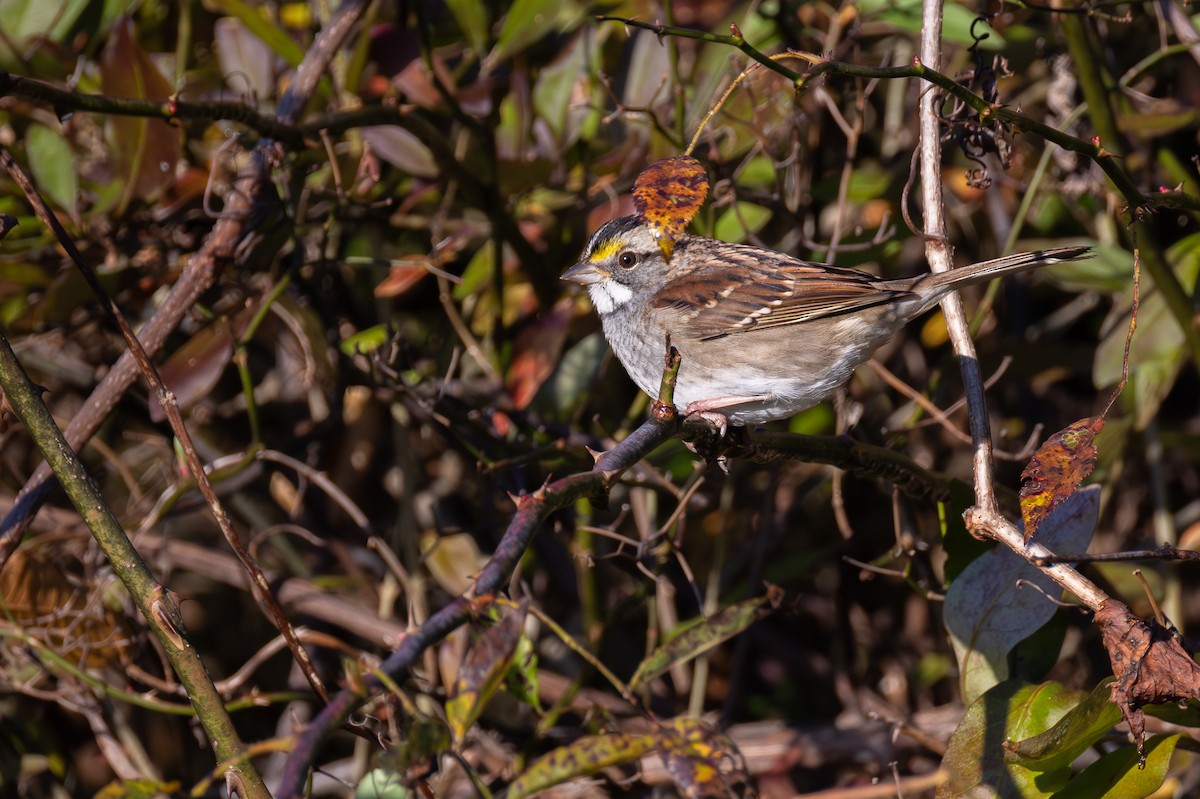 White-throated Sparrow - ML644176554