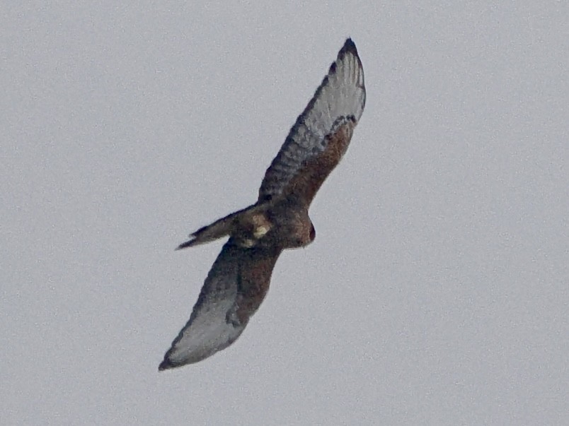 Black-and-chestnut Eagle - ML644176584