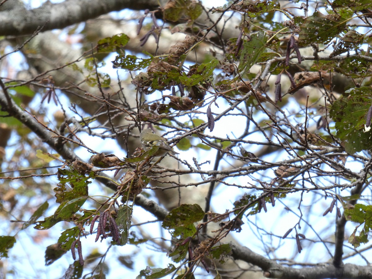 králíček obecný - ML644176588