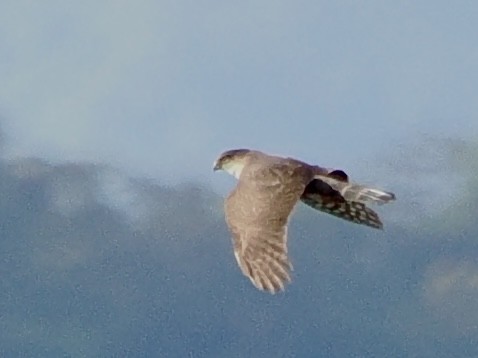 Sharp-shinned Hawk (Plain-breasted) - ML644176594