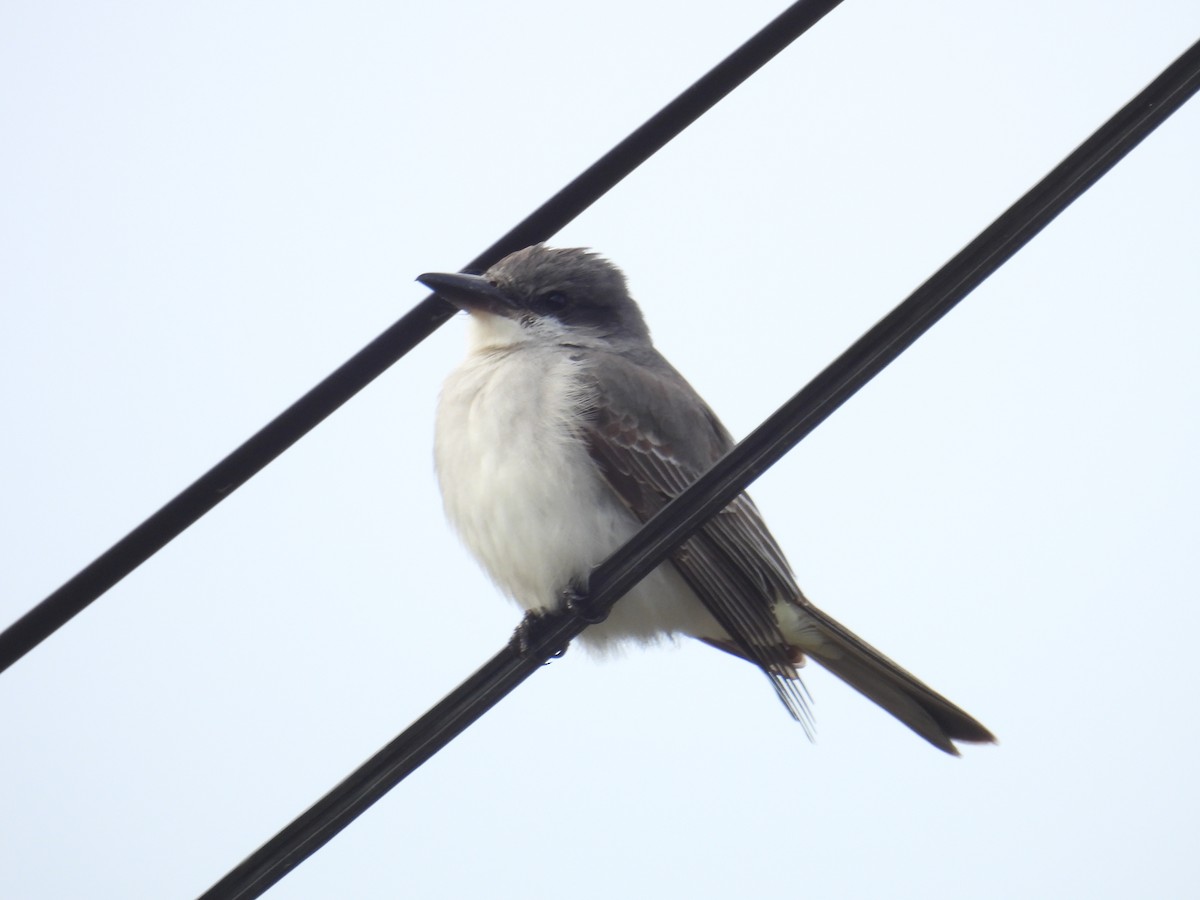 Gray Kingbird - ML644176596