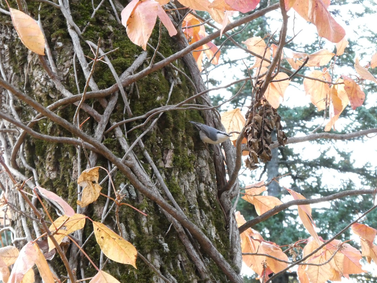 brhlík lesní - ML644176597