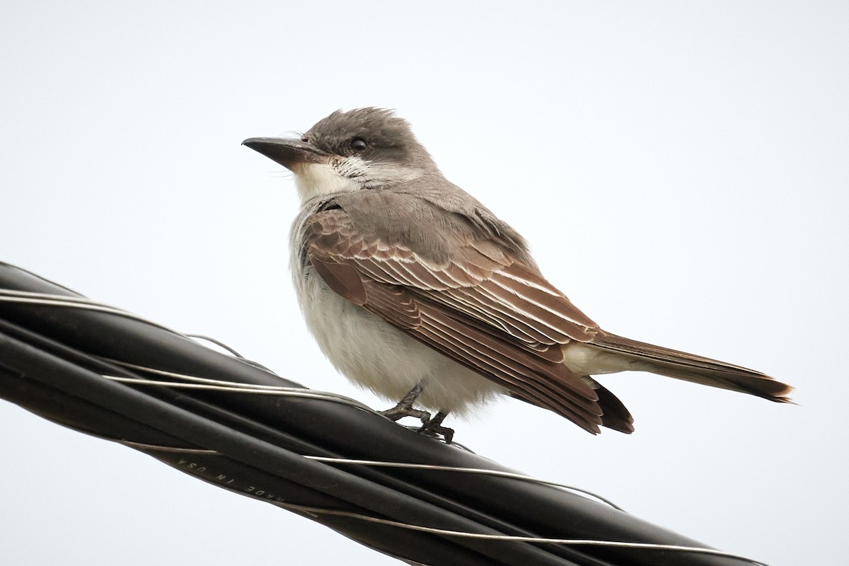 Gray Kingbird - ML644176608