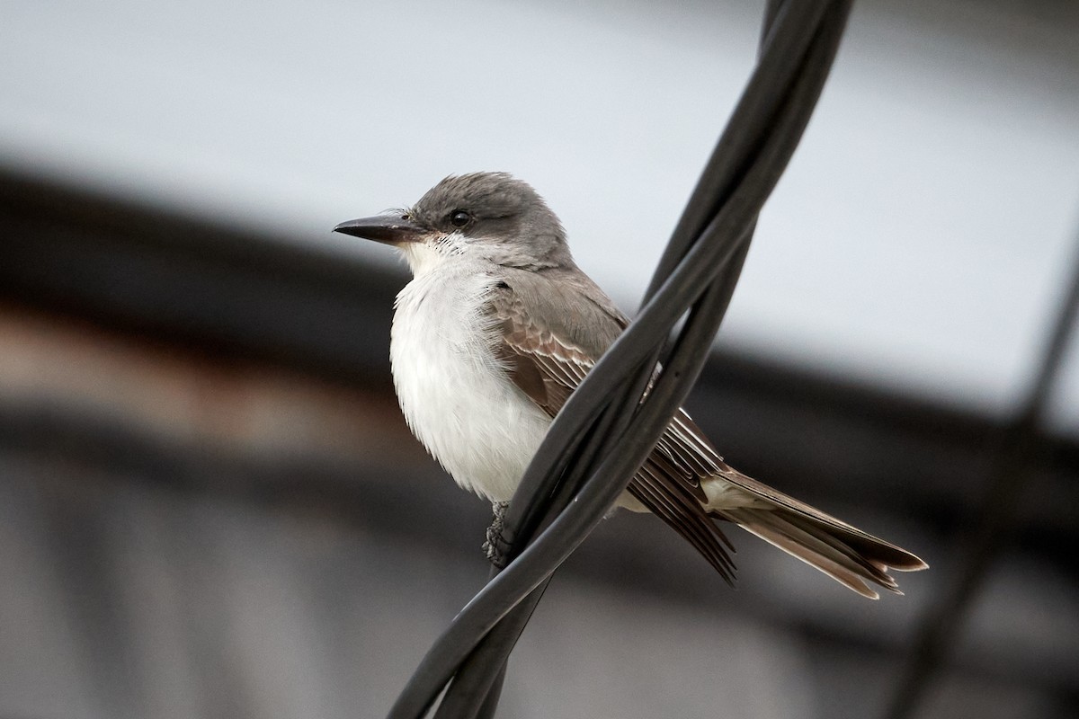 Gray Kingbird - ML644176609