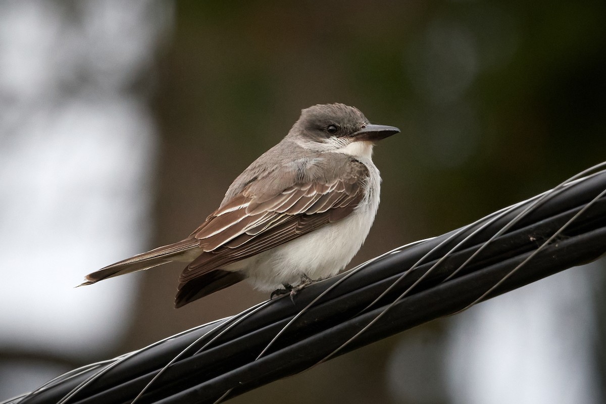 Gray Kingbird - ML644176610