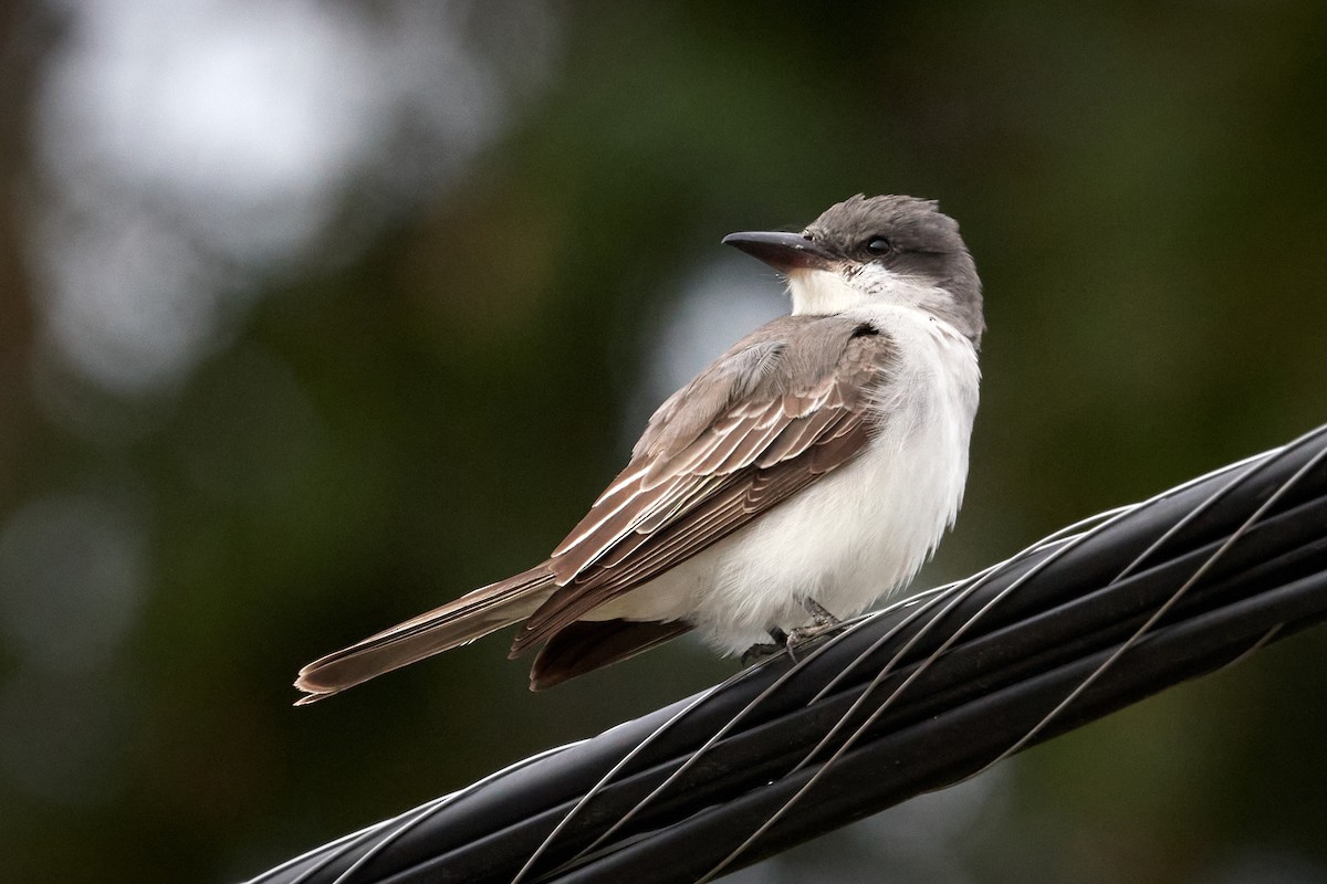 Gray Kingbird - ML644176611