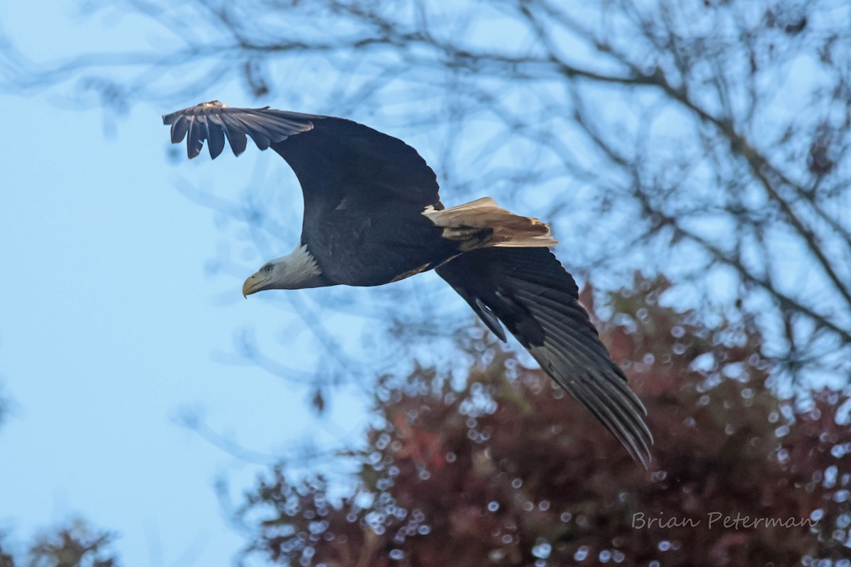 Bald Eagle - ML644176620