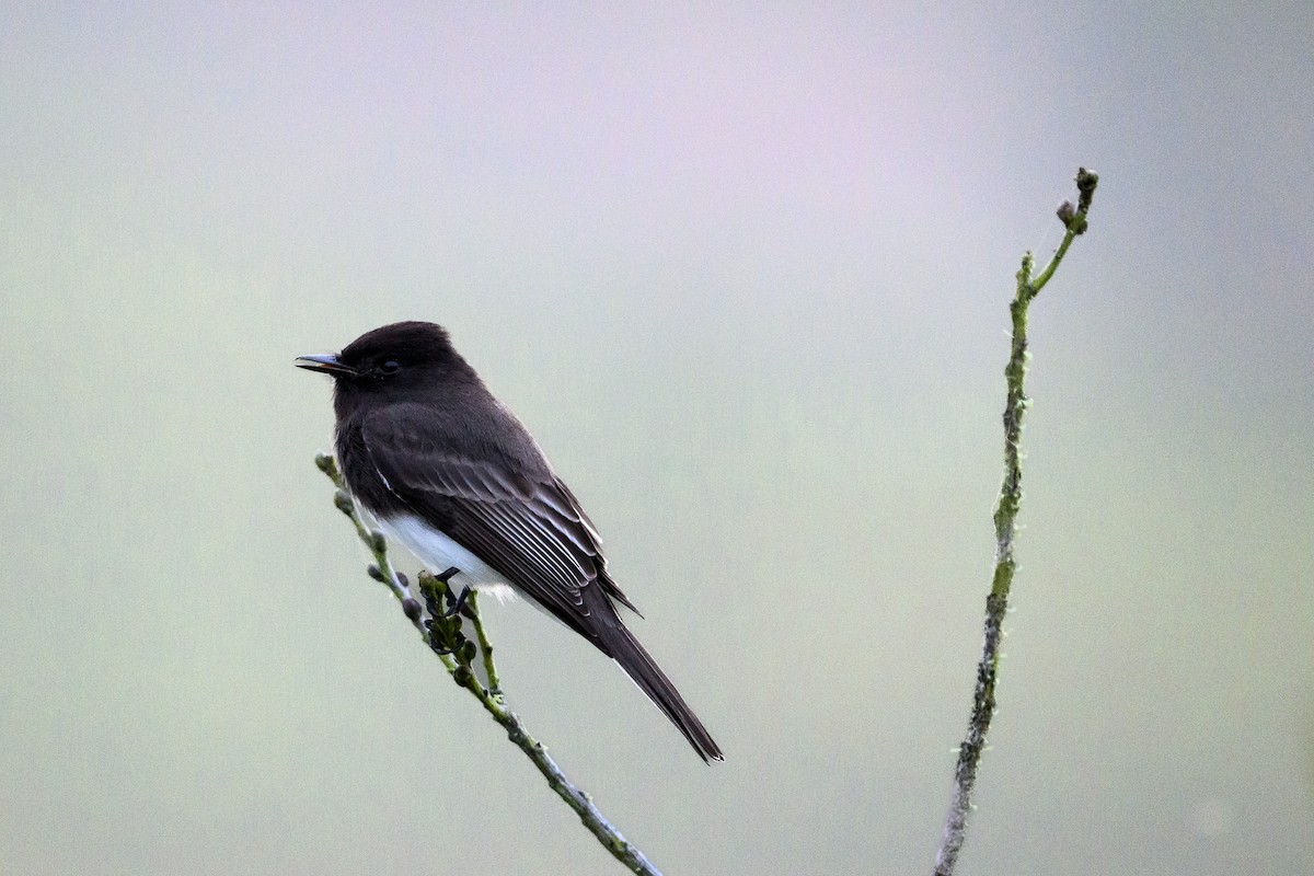 Black Phoebe - ML644176629