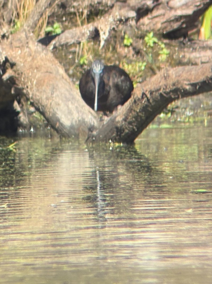 Glossy Ibis - ML644176630