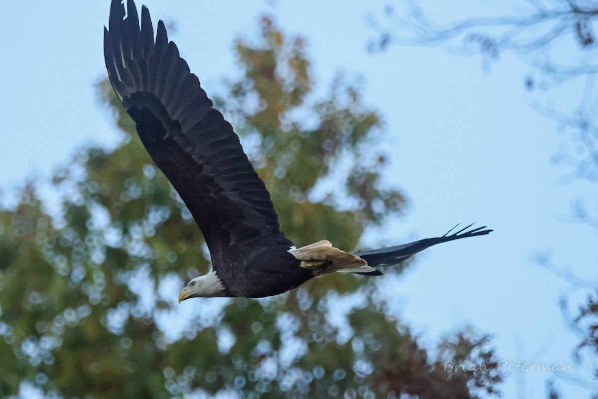 Bald Eagle - ML644176631
