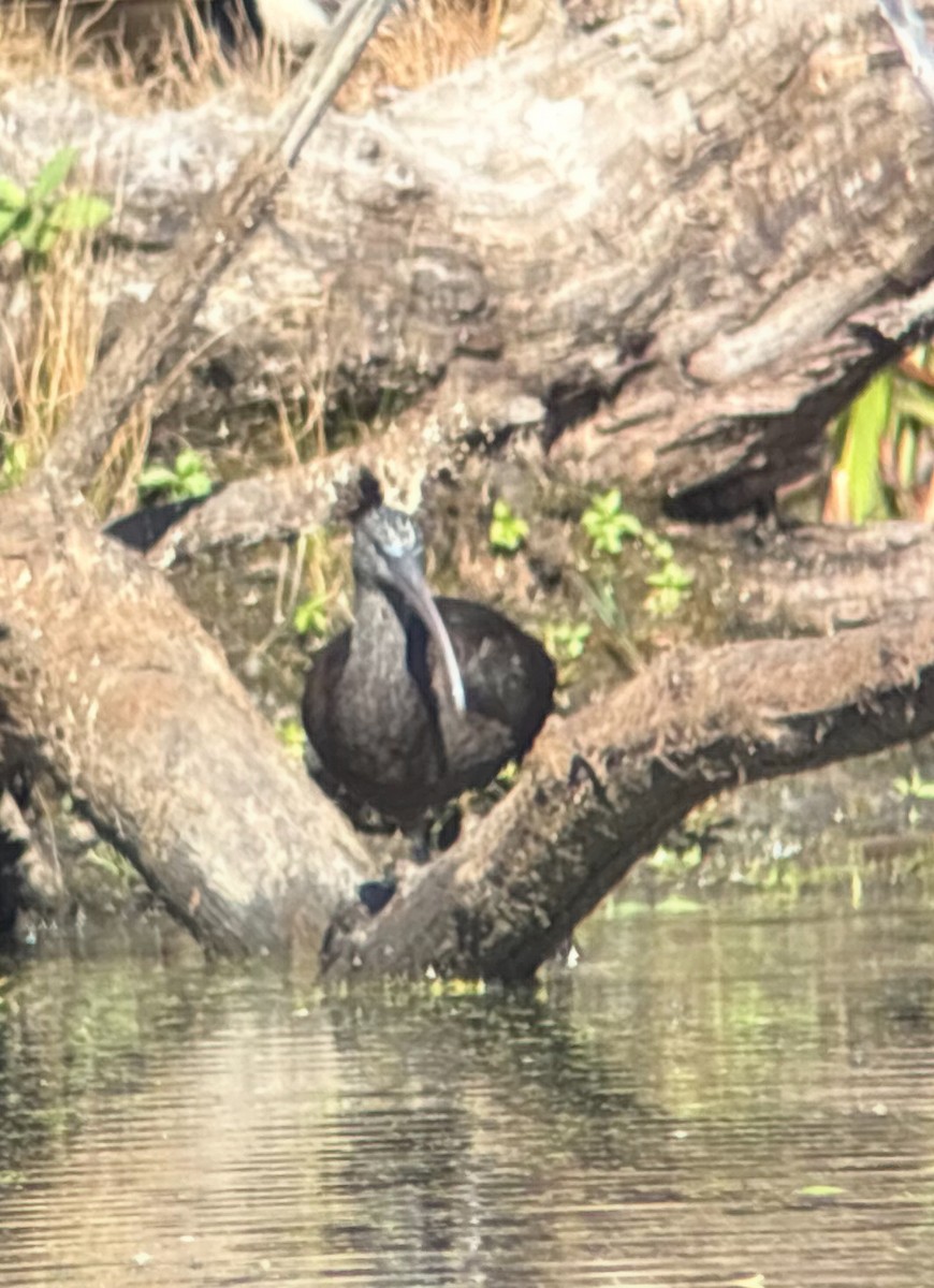 Glossy Ibis - ML644176632