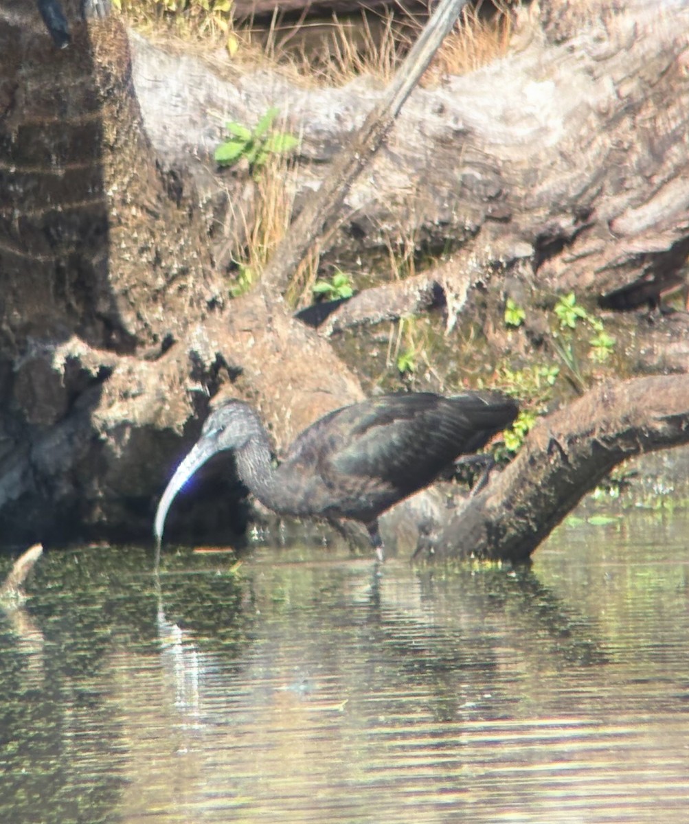 Glossy Ibis - ML644176633