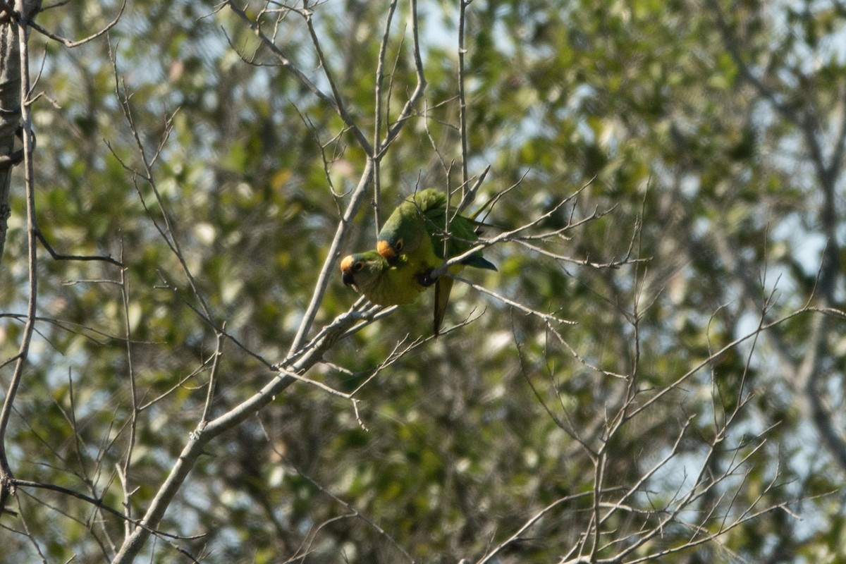 Peach-fronted Parakeet - ML644176641