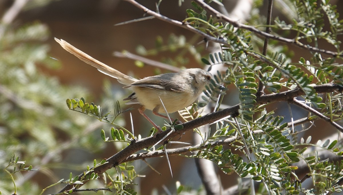 svartbrystprinia - ML644176642