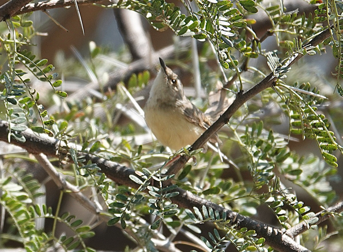 svartbrystprinia - ML644176643