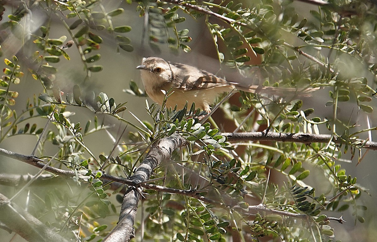 svartbrystprinia - ML644176644