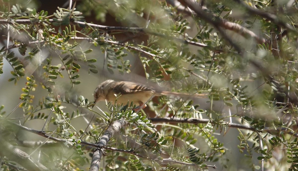 svartbrystprinia - ML644176645