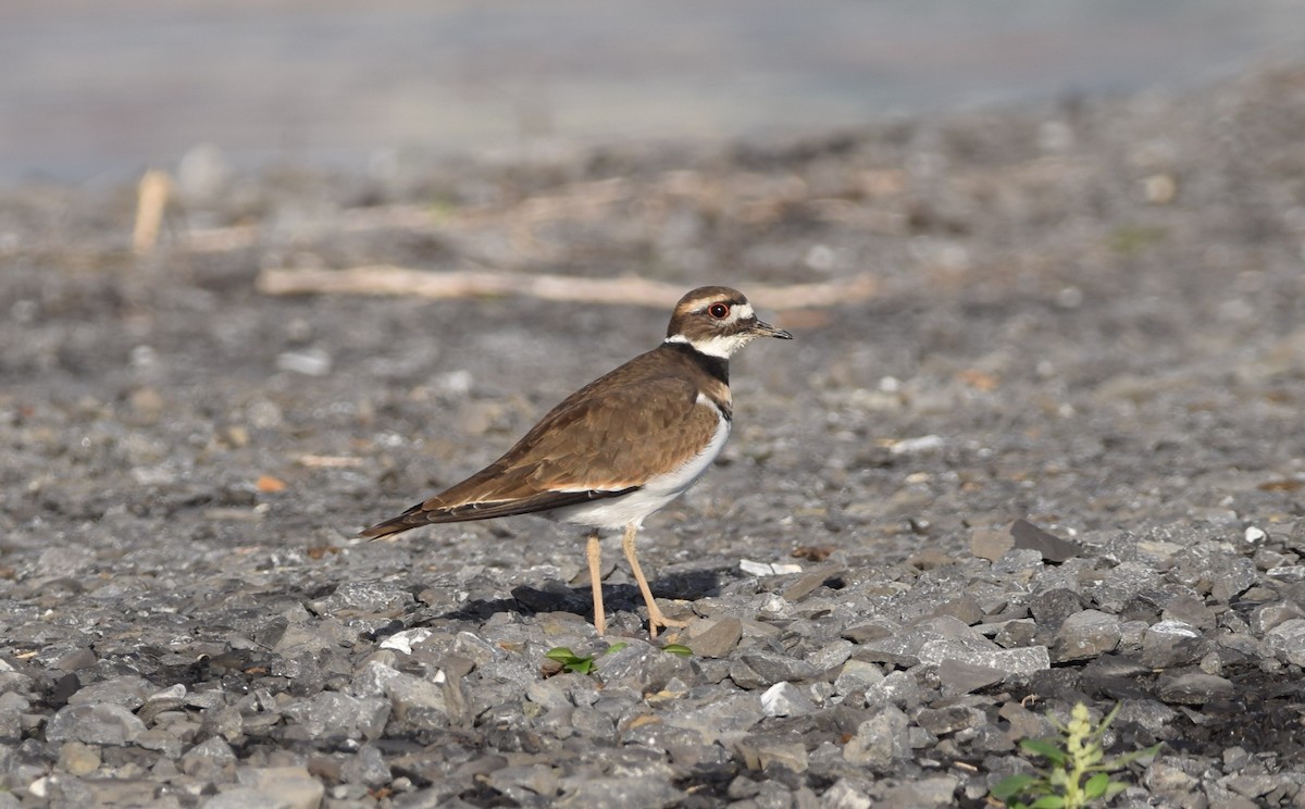 Killdeer - ML644176656