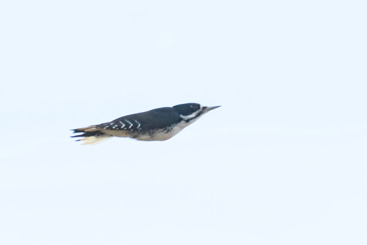 Black-backed Woodpecker - ML644176659