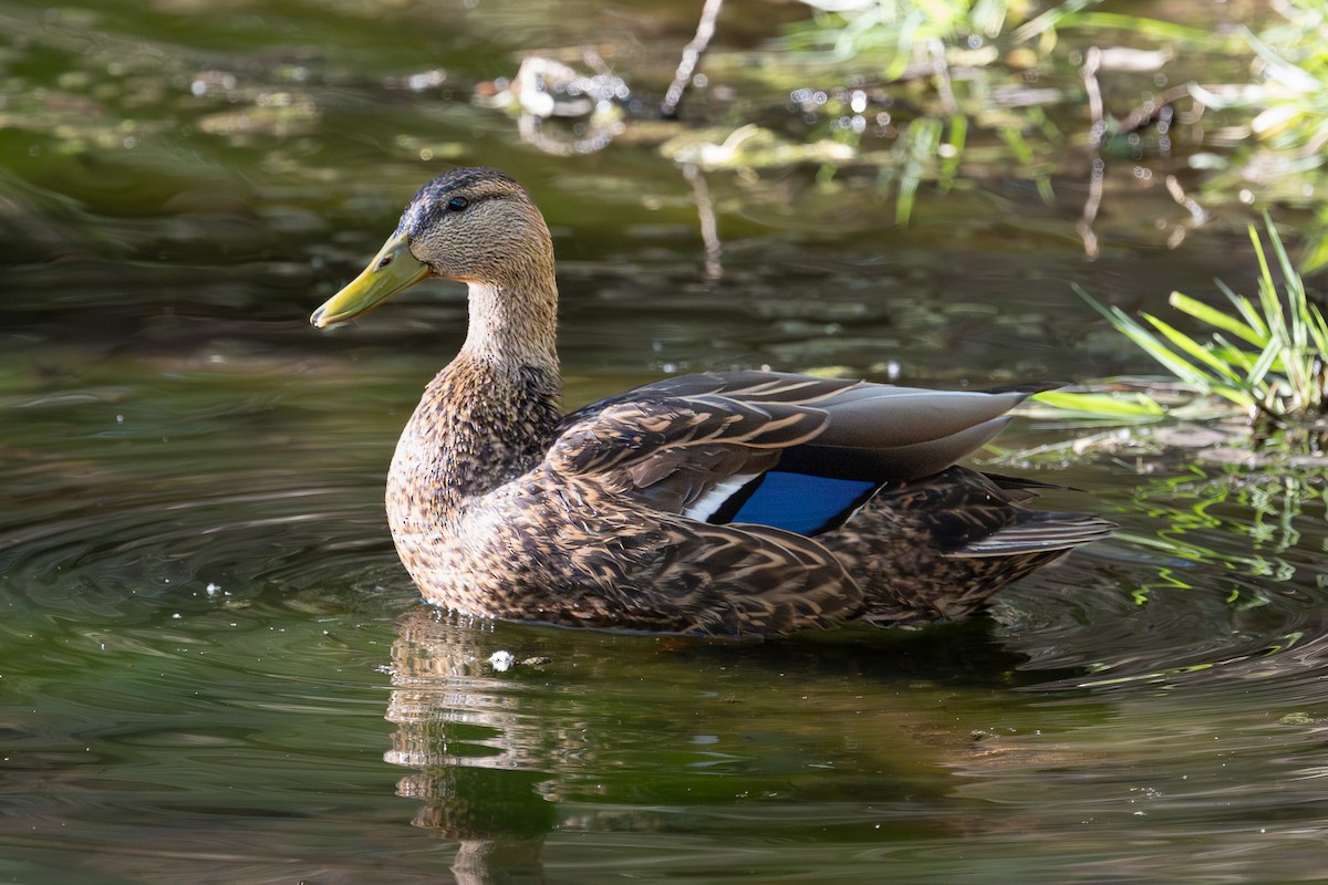 Mexican Duck - ML644176663