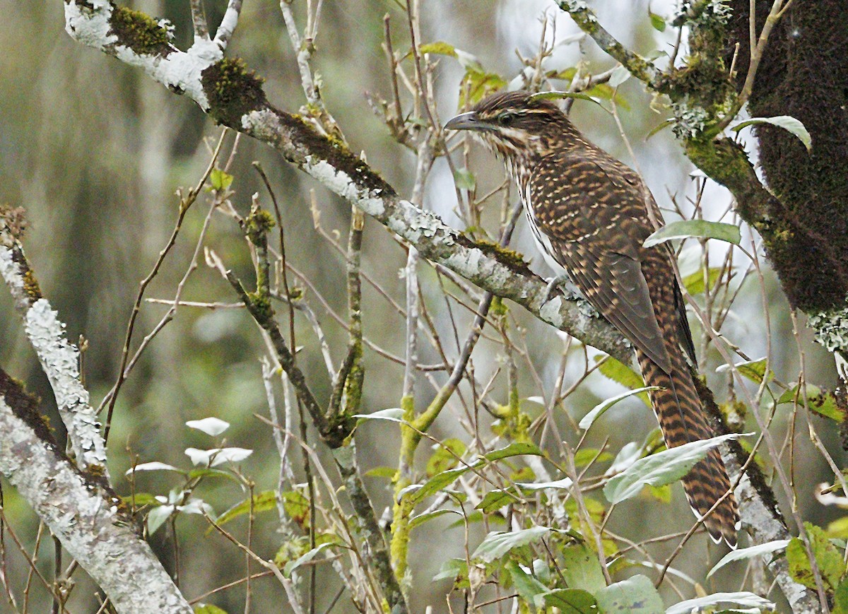 Long-tailed Koel - ML644176691