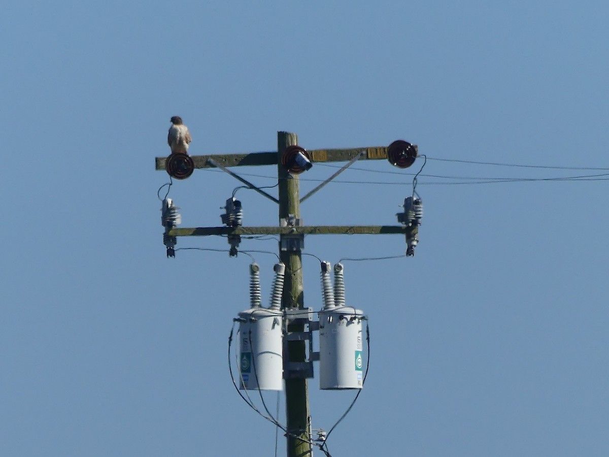 Red-tailed Hawk - ML644176696