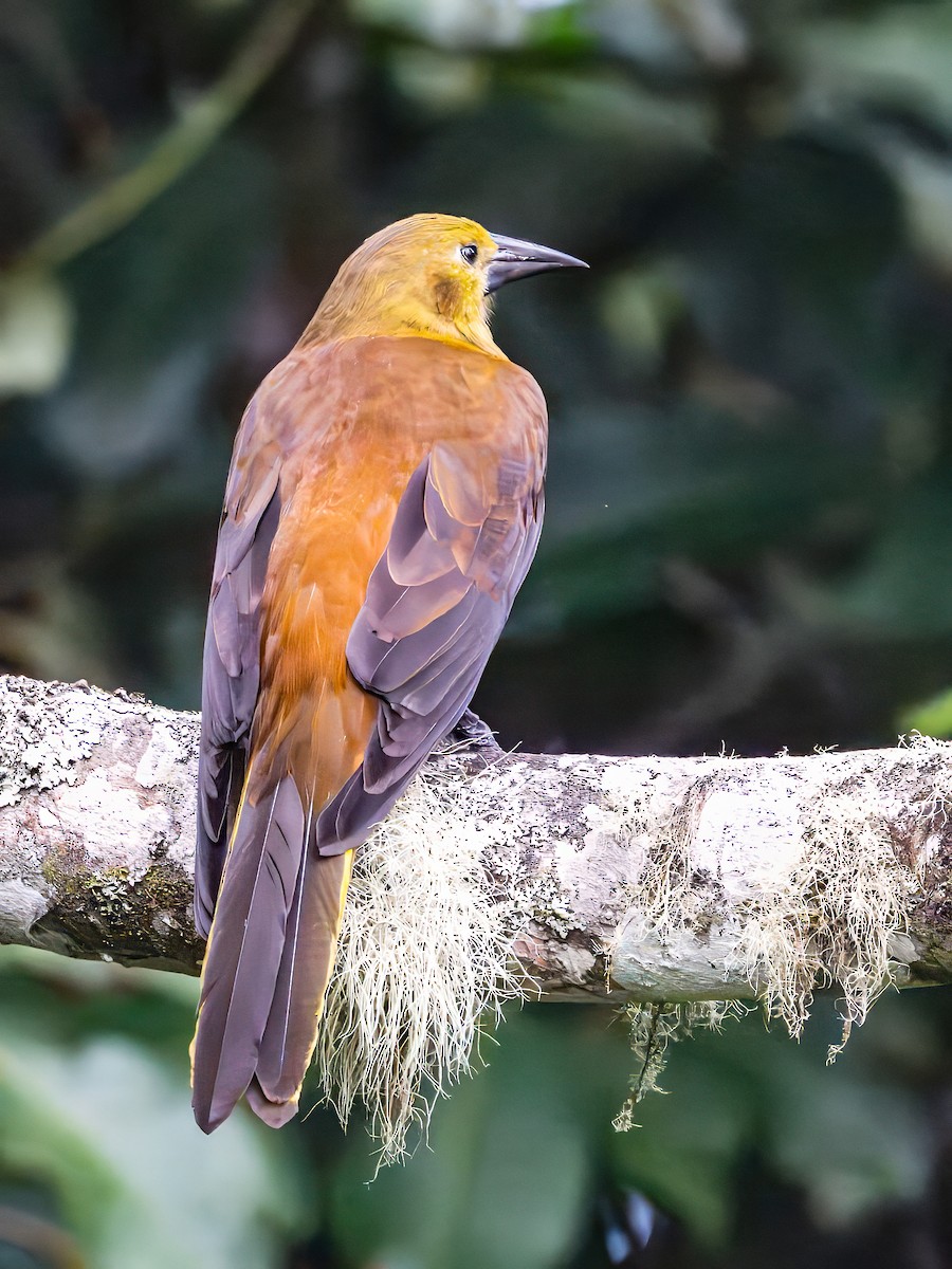 Russet-backed Oropendola - ML644176706