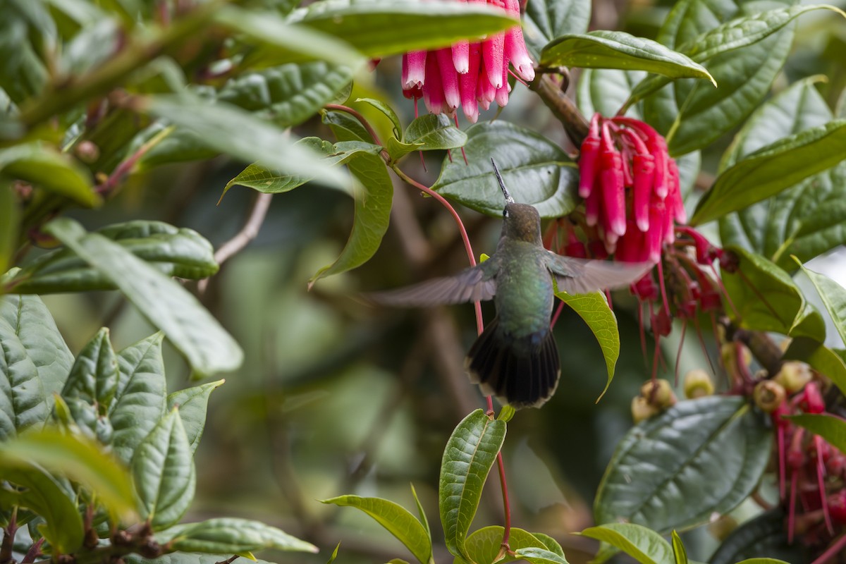 Green-fronted Lancebill - ML644176724