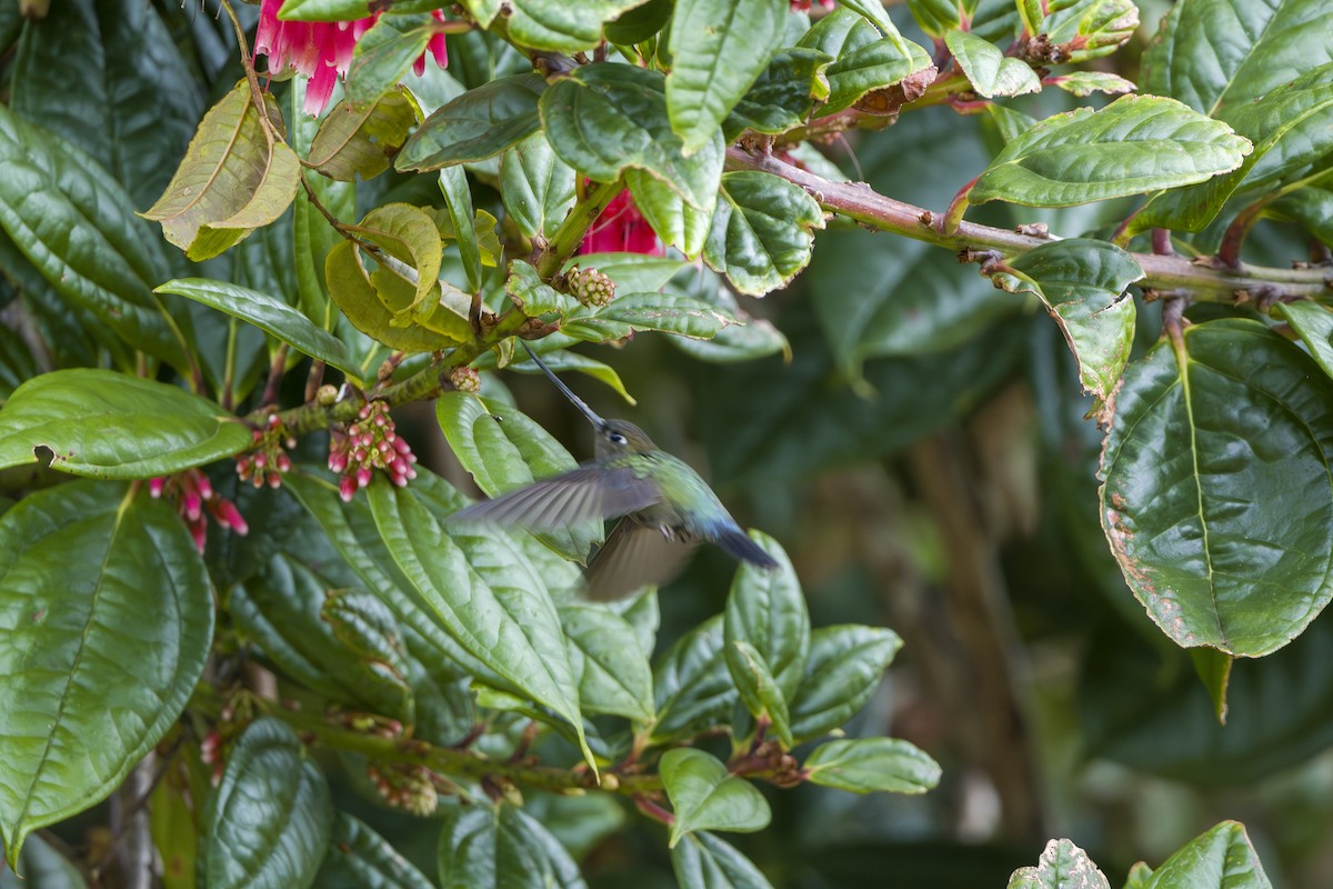 Green-fronted Lancebill - ML644176725