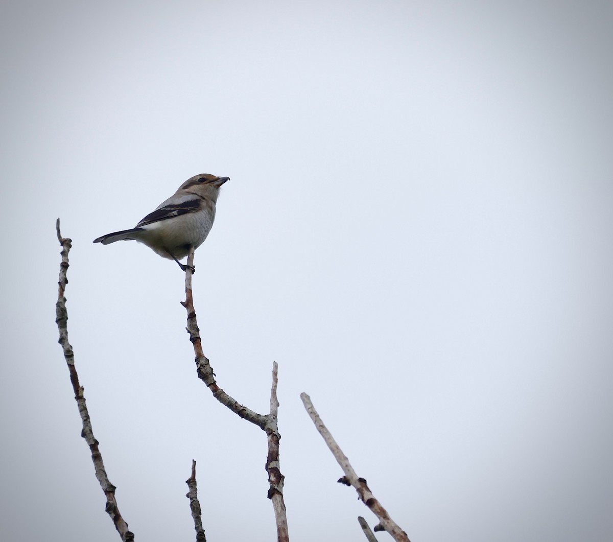 Northern Shrike - ML644176761