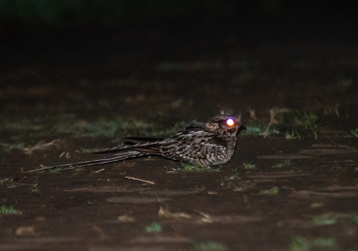 Scissor-tailed Nightjar - ML644176762