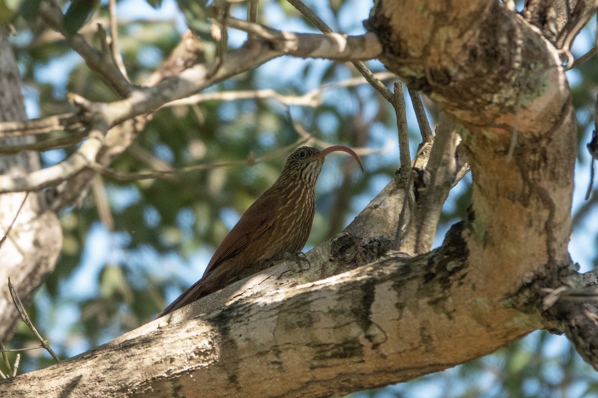 Red-billed Scythebill - ML644176774