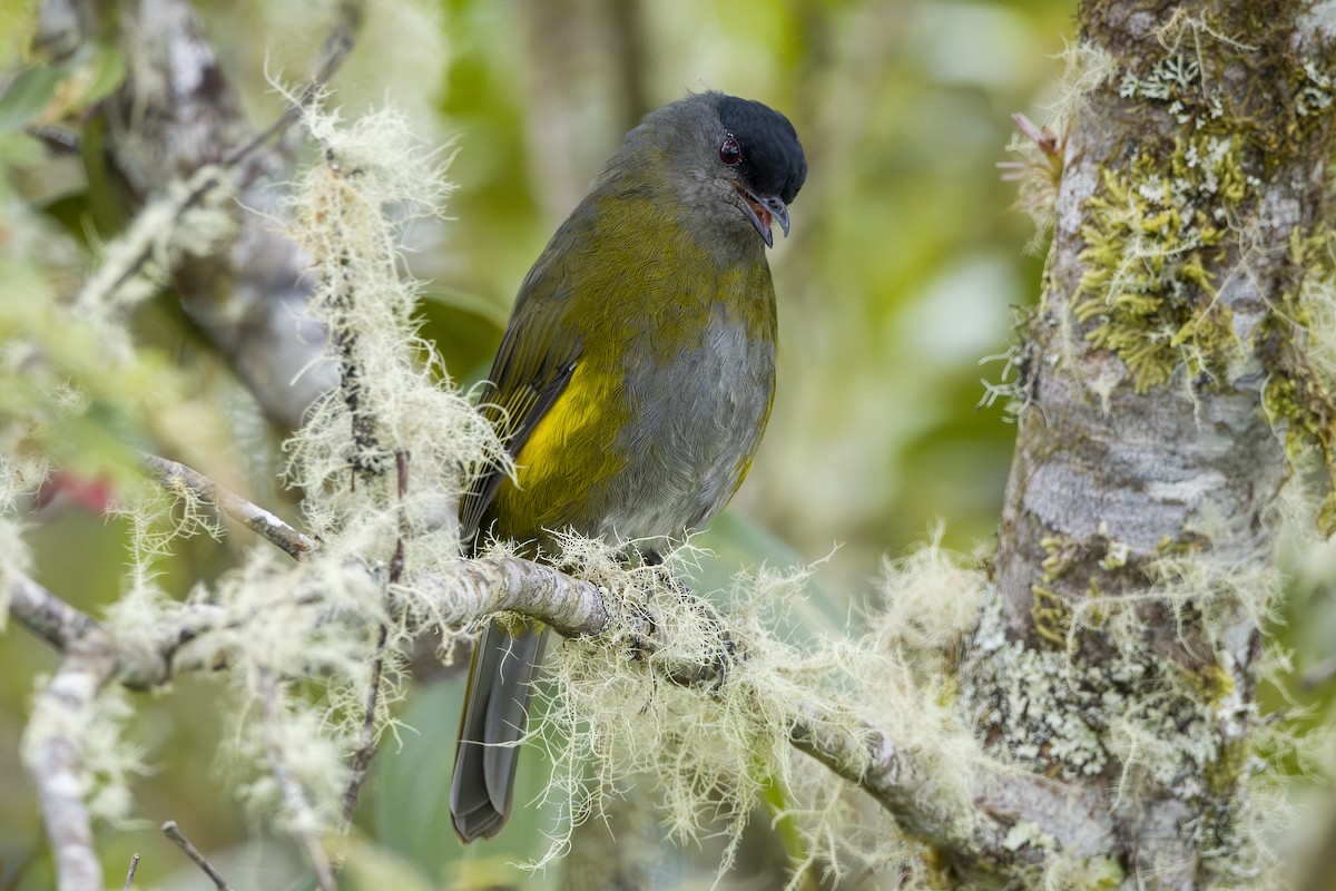 Black-and-yellow Silky-flycatcher - ML644176793