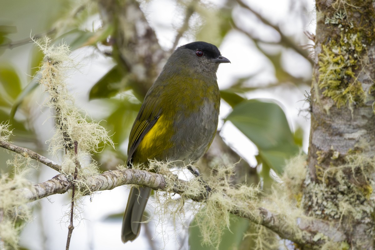 Black-and-yellow Silky-flycatcher - ML644176794