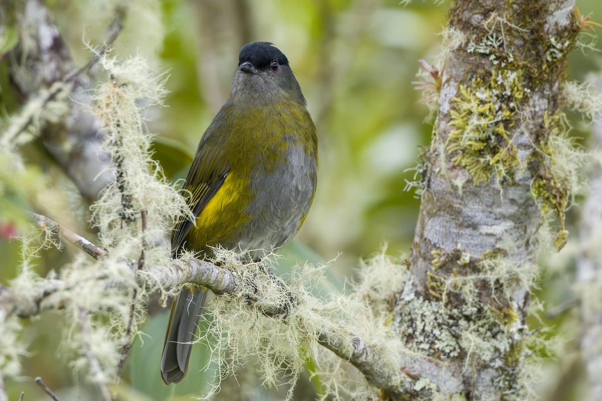 Black-and-yellow Silky-flycatcher - ML644176795