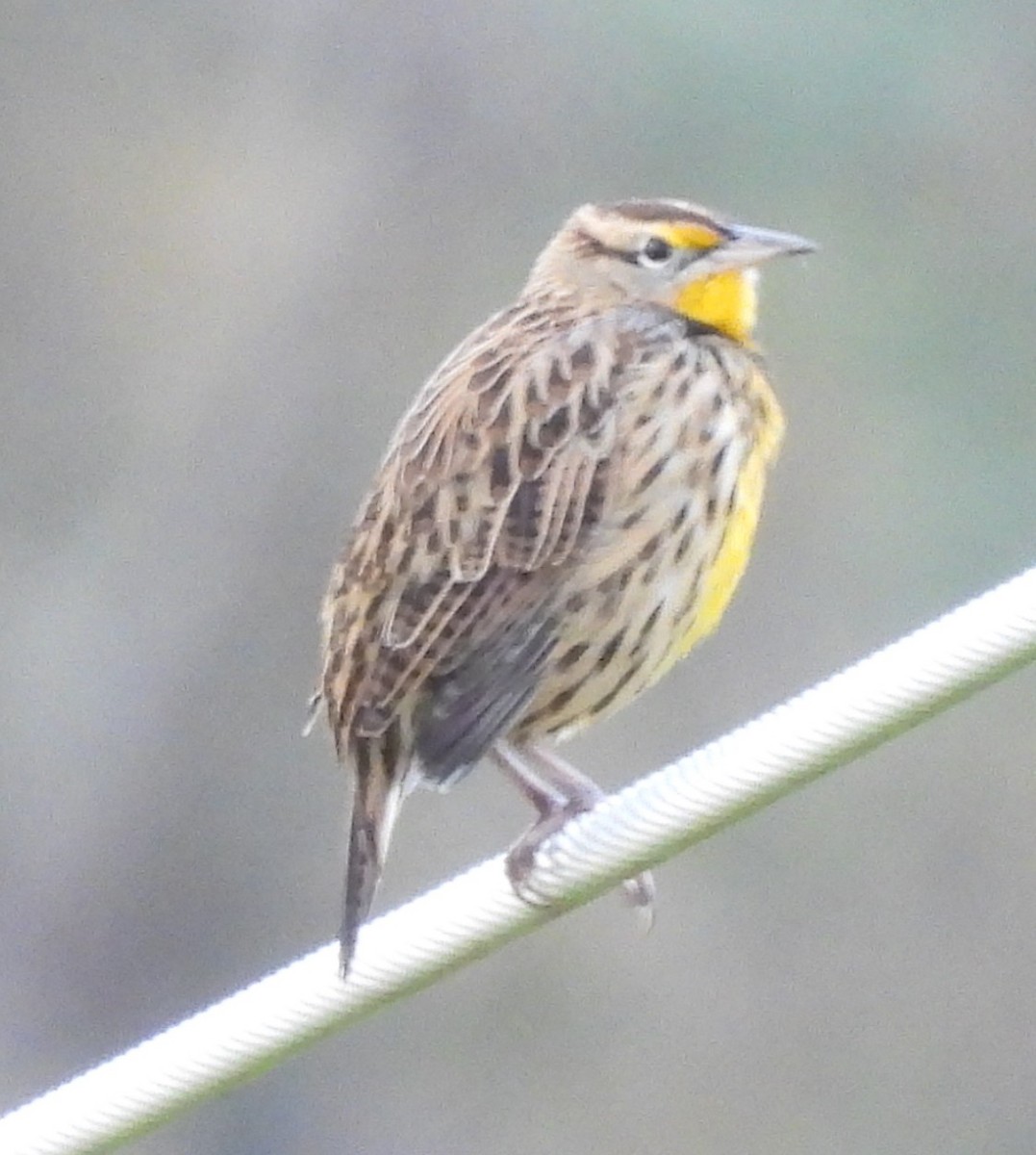 Eastern Meadowlark - ML644176798
