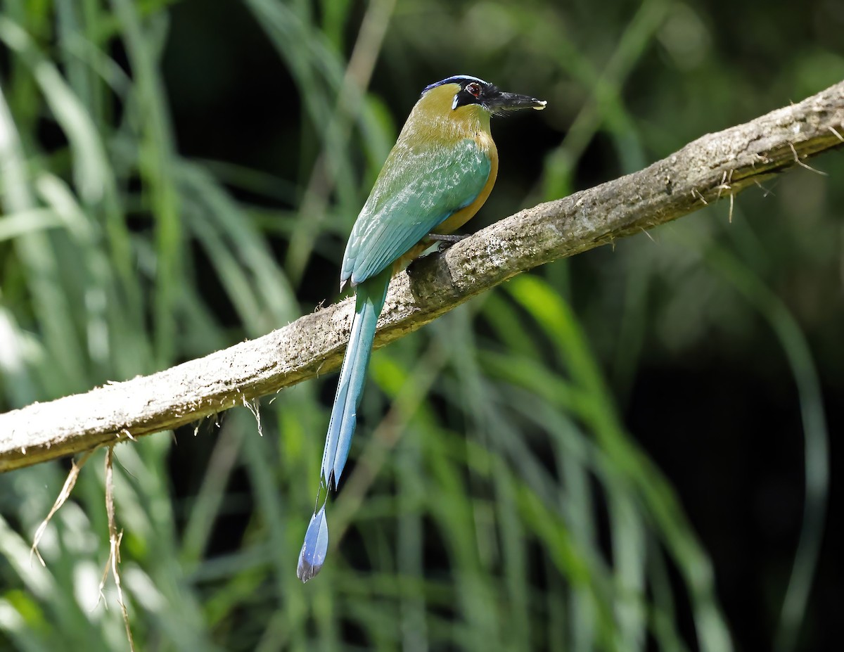 レッソンハチクイモドキ - ML644176804