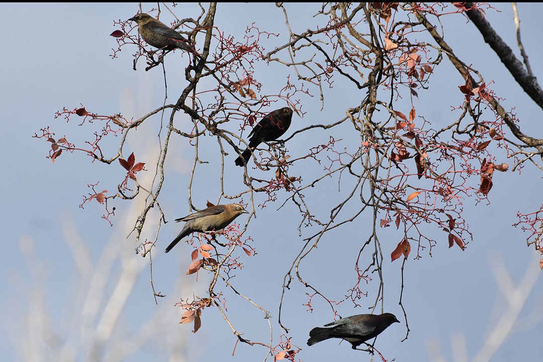 Rusty Blackbird - ML644176805