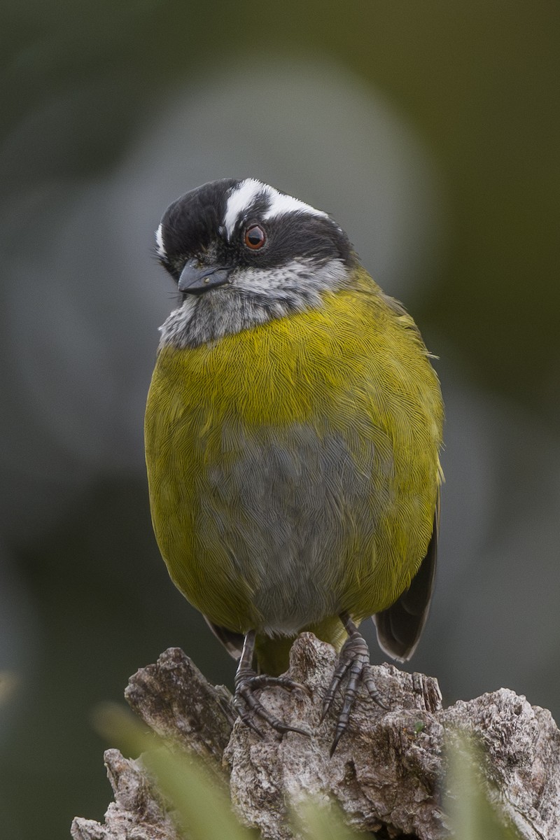 Sooty-capped Chlorospingus - ML644176808