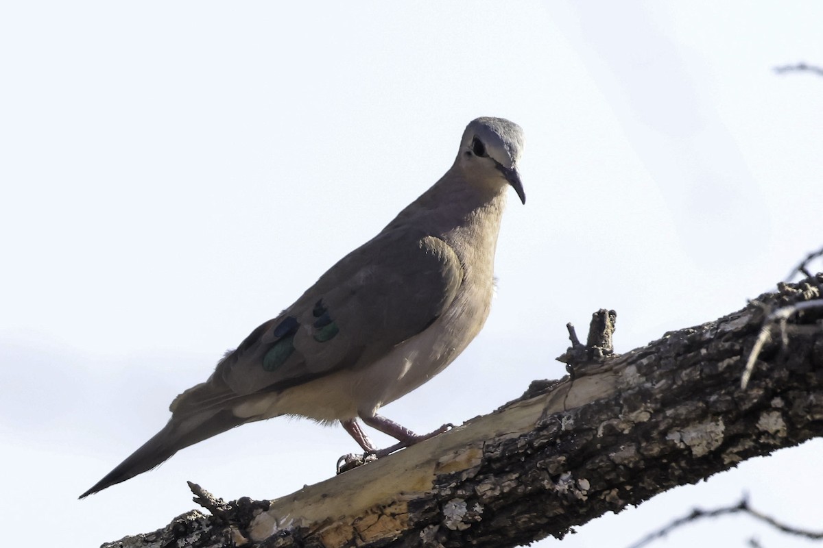 Зеленокрылая лесная горлица - ML644176816