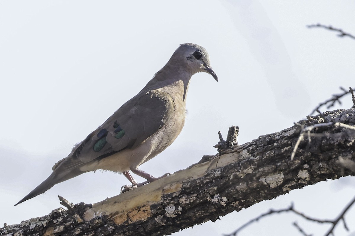 Зеленокрылая лесная горлица - ML644176817