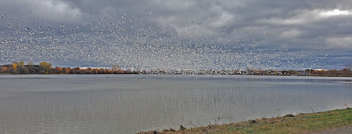 Snow Goose - ML644176824