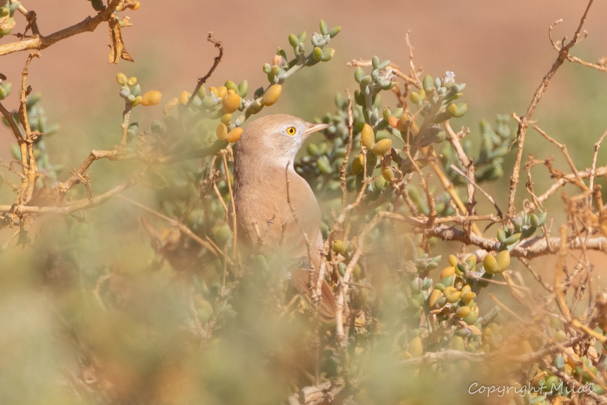 African Desert Warbler - ML644176847