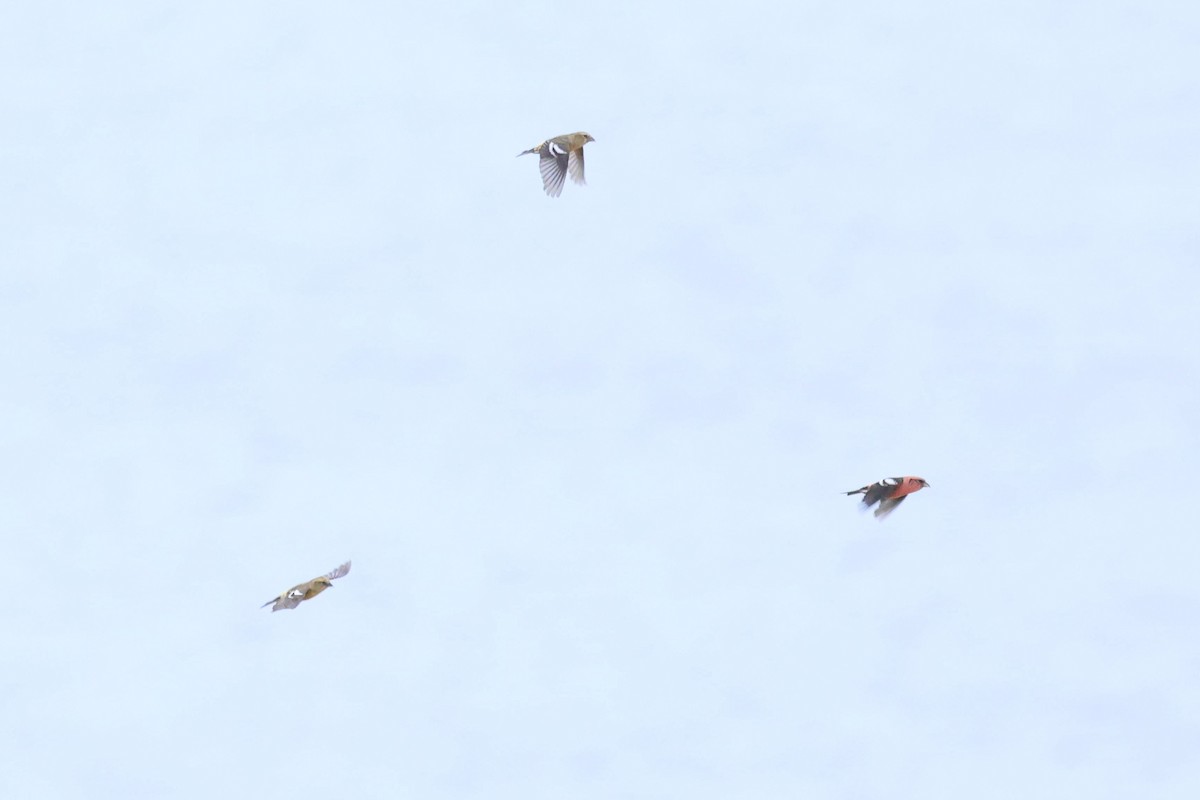 White-winged Crossbill - ML644176855